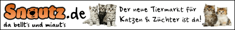 Katzen